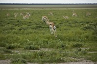 Namibia_Safari