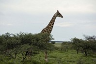 Namibia_Safari