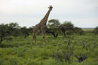Namibia_Safari