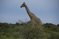 Namibia_Safari