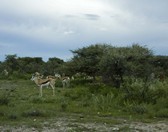 Namibia_Safari