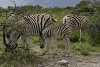 Namibia_Safari