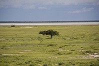 Namibia_Safari