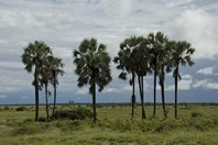 Namibia_Safari