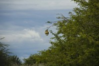 Namibia_Safari