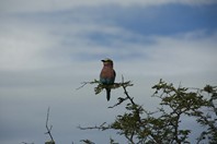 Namibia_Safari
