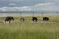 Namibia_Safari