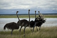 Namibia_Safari