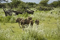 Namibia_Safari