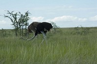 Namibia_Safari