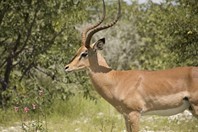 Namibia_Safari
