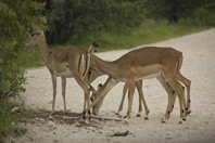Namibia_Safari