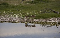 Namibia_Safari