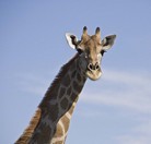 Namibia_Safari