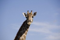 Namibia_Safari