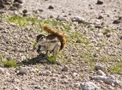 Namibia_Safari