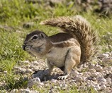 Namibia_Safari