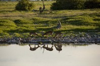 Namibia_Safari