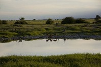 Namibia_Safari