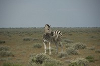 Namibia_Safari