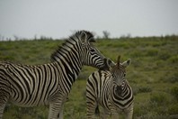 Namibia_Safari
