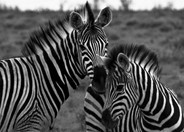 Namibia_Safari