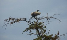 Namibia_Safari