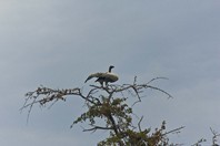 Namibia_Safari