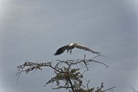 Namibia_Safari