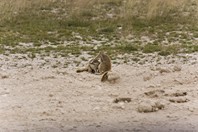Namibia_Safari