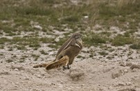Namibia_Safari