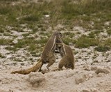 Namibia_Safari