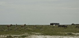 Namibia_Safari
