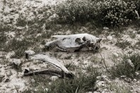 Namibia_Safari