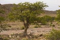 Namibia_Safari