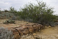 Namibia_Safari