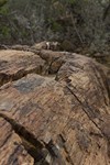 Namibia_Safari