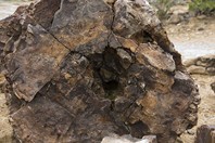 Namibia_Safari