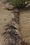 Namibia_Safari