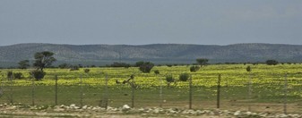Namibia_Safari