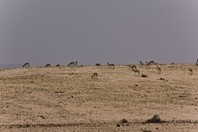 Namibia_Safari