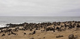 Namibia_Safari