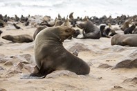 Namibia_Safari