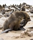 Namibia_Safari