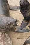 Namibia_Safari