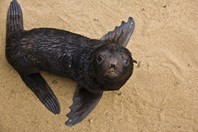Namibia_Safari