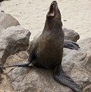 Namibia_Safari