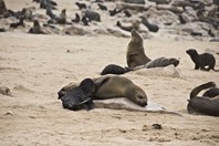 Namibia_Safari