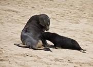Namibia_Safari