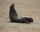 Namibia_Safari
